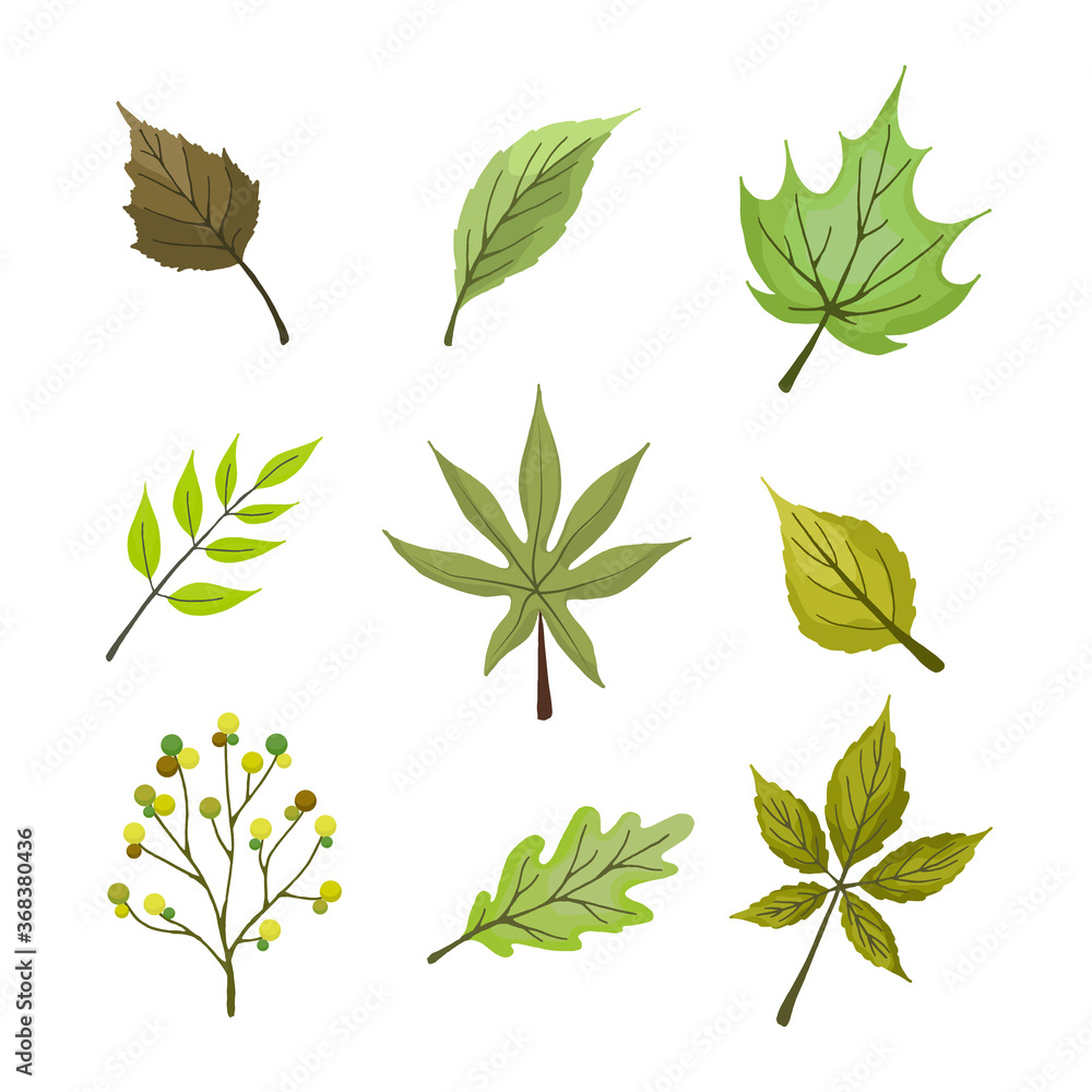 Set of green summer leaves and berries. Isolated on white background. Simple design. Vector illustration in flat style.