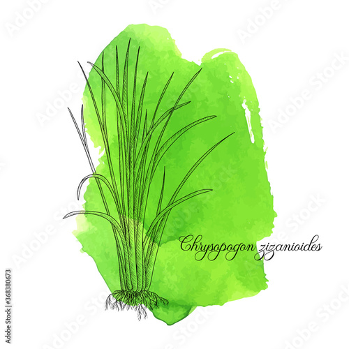 vector drawing vetiver plant