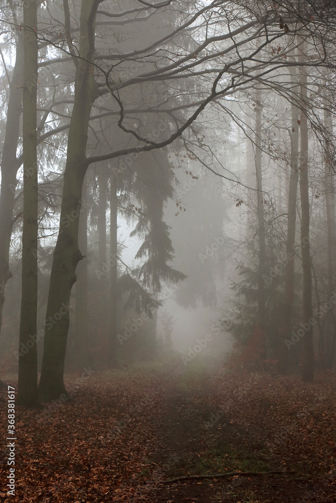 Autumn beech forest in the fog.