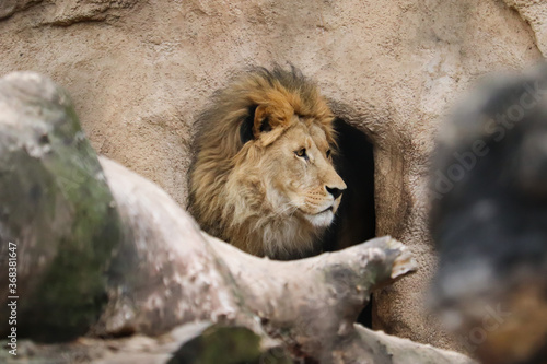 Head of a lion looking to the right