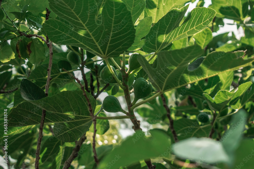 Fruto de árbol de higo Fruto de árbol de higo