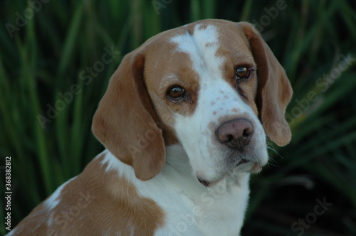 beagle dog portrait