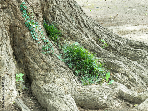 がシッと根を張ったイチョウの木は世界で最古の現生樹種だそうです photo