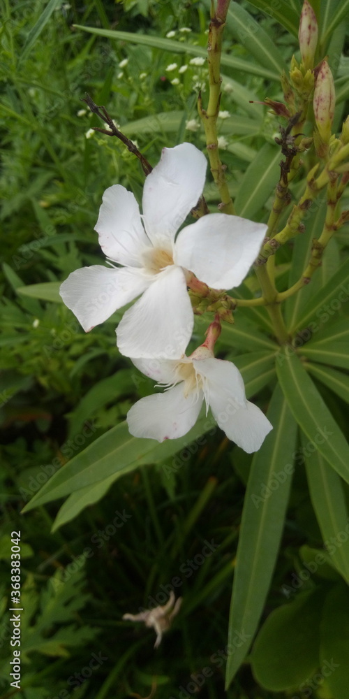 Obraz premium white flowers in the garden