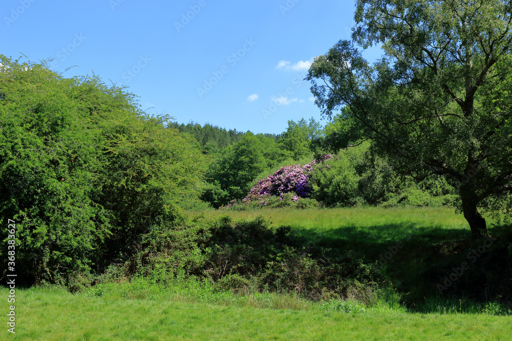 Rhododendrons in the middle of the Westerham Countryside Rhododendrons in the middle of the Westerham Countryside