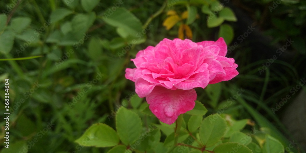 pink rose flower