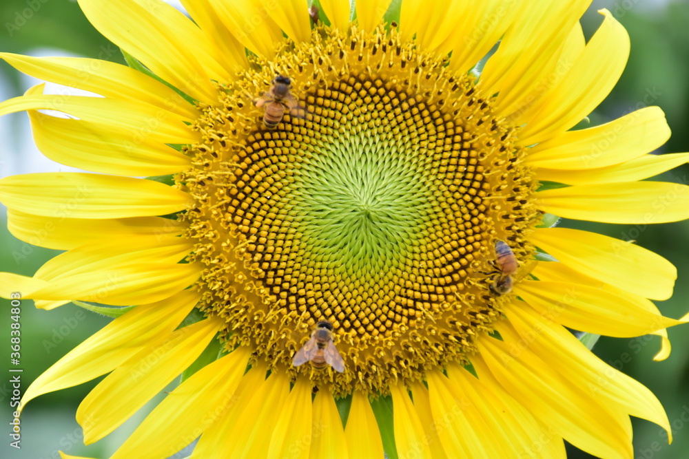 Obraz premium Closeup of sunflowers with blurred background. (Selective focus)