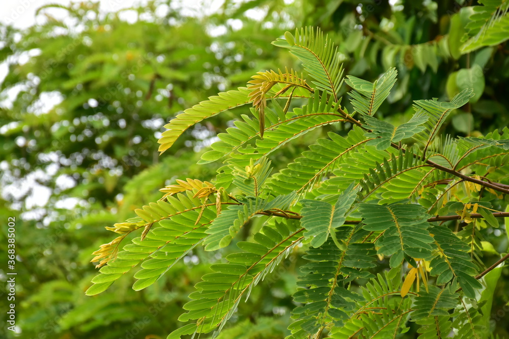 Siamese senna or Siamese cassia plants Siamese senna or Siamese cassia plants