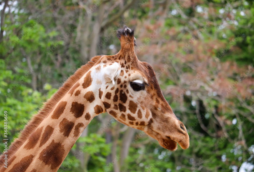 Close-up of the head of a giraffe Close-up of the head of a giraffe