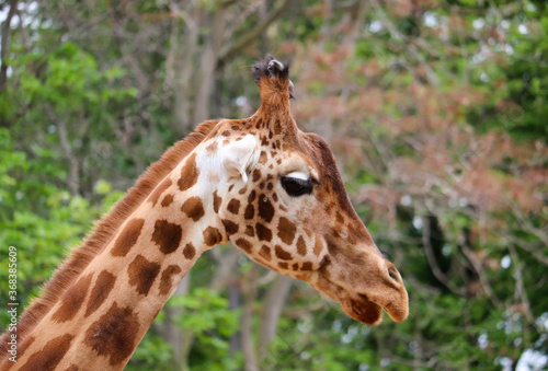 Close-up of the head of a giraffe