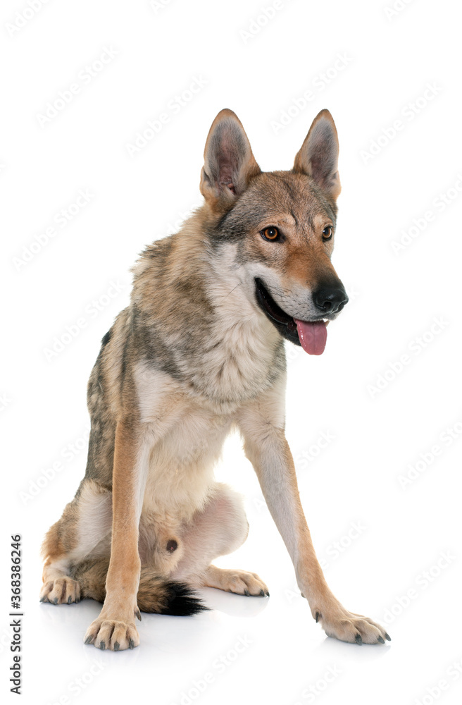  czechoslovakian wolf dog