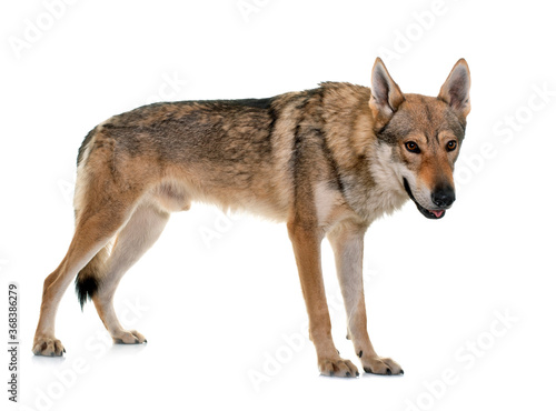  czechoslovakian wolf dog © cynoclub
