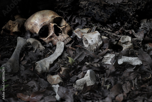 The skull and pile of bone on decay leaf in pit the old graveyard whith has dim light and dark