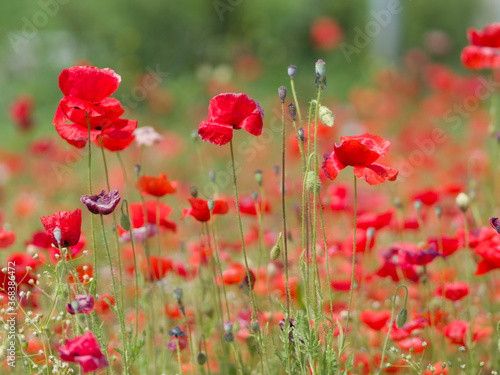 Red poppies bloom on a green field. Summer day