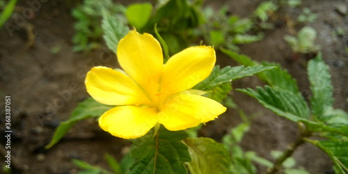 yellow crocus flowers