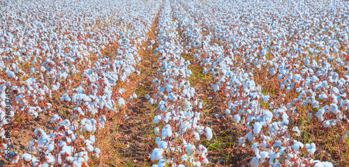 Cotton fields ready for harvesting at sunset photo