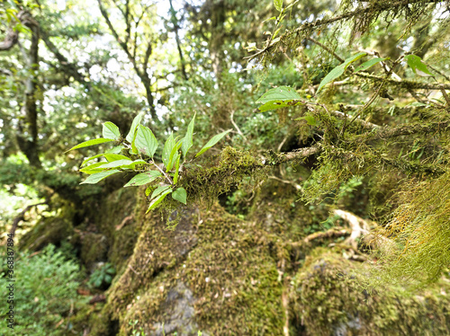 苔むした岩と木の葉 © satoru
