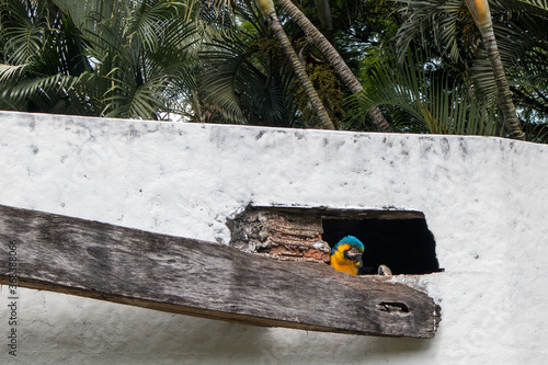 Foto parrot couple nesting in ruins