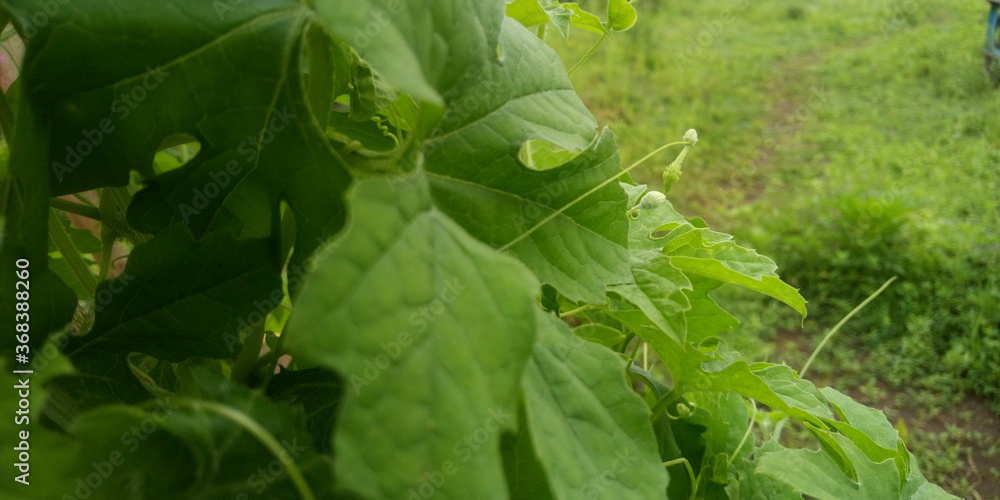 Fototapeta premium fresh vegetables in the garden
