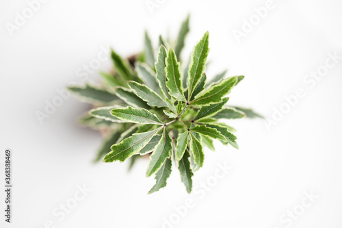 Fresh green leaves with light on white background
