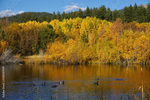 Ducks swimming in a small pond near Lake Tahoe, California, with fall colors reflected in the water