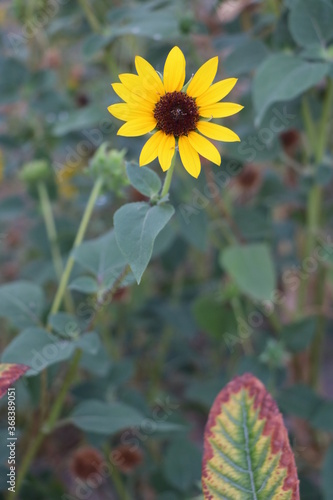 Summer sunflower in the field