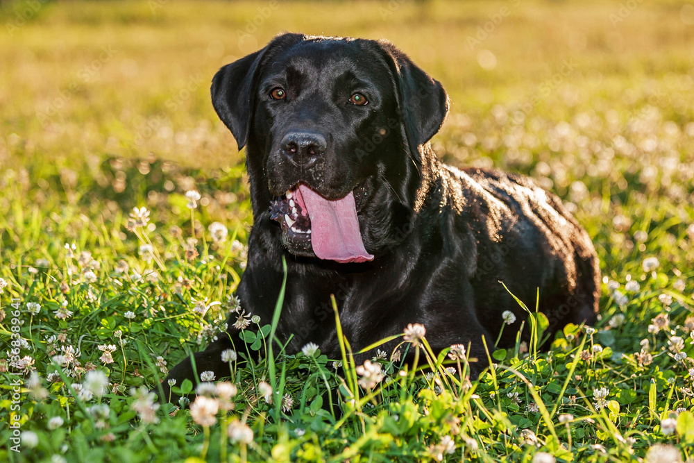 portrait of a black Labrador at sunset. portrait of a dog with its tongue out. Labrador Retriever lying on a background of grass
