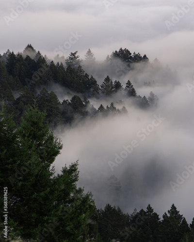 fog in trees mount tamalpais