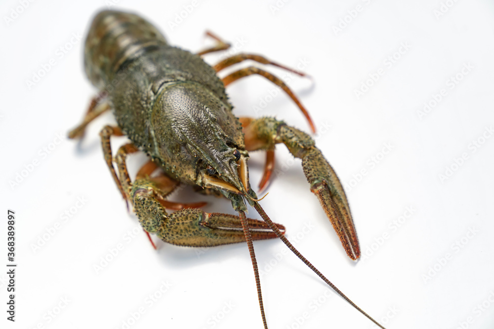 river lobster or crayfish on white background river lobster or crayfish on white background