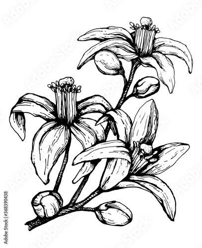 Vector illustration of orange flower hand-drawn linear drawing. Three large orange tree flowers for packaging, aromatherapy, candle or aroma oil