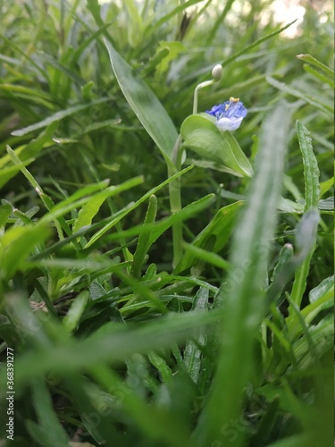 dew on the grass