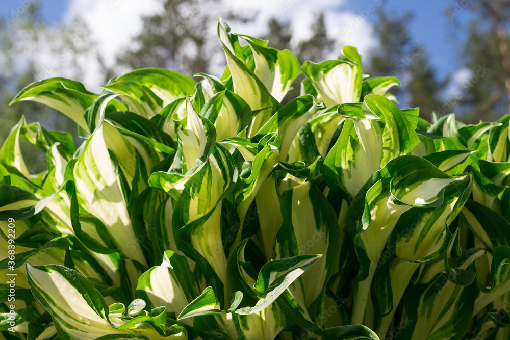 Fresh green-white leaves of Hosta (Latin hósta) against the background of the forest and the sky with clouds. Fresh green-white leaves of Hosta (Latin hósta) against the background of the forest and the sky with clouds.