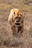 Lion female in bushes - Ngorongoro national park, Tanzania
