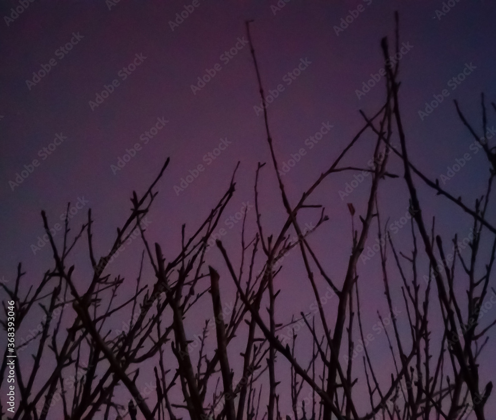 Obraz premium apple tree branches silhouette at sunset