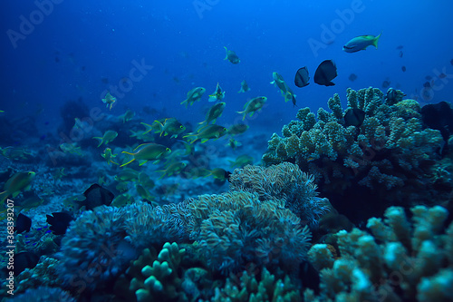 Fototapeta Naklejka Na Ścianę i Meble -  coral reef underwater / sea coral lagoon, ocean ecosystem
