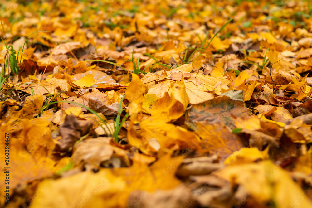 the background autumn leaves the fallen-down design seasonal covers the earth of the park the background autumn leaves the fallen-down design seasonal covers the earth of the park