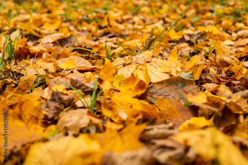 the background autumn leaves the fallen-down design seasonal covers the earth of the park