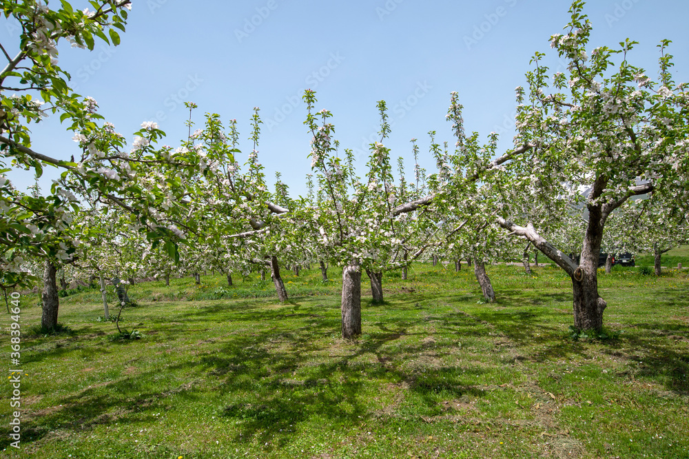 【青森県弘前市岩木山麓】りんごの花満開の津軽のりんご園