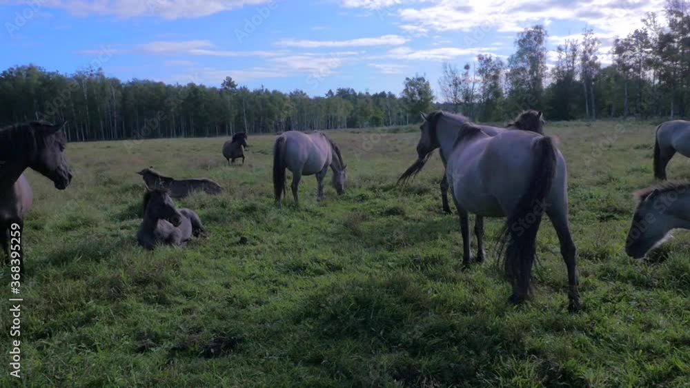 Pack of Wild Horses Grazing. Slow Motio capture of the horses on a polish meadow. Pack of Wild Horses Grazing. Slow Motio capture of the horses on a polish meadow.