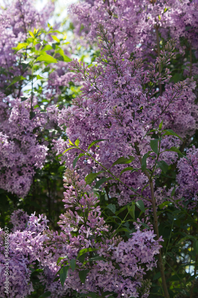 Blurry background lots of lilac flowers with green leaves. Pink flowers in the garden