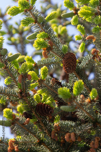Spring buds of the Christmas tree. Detail of a fresh spruce branch in the forest on a blue sky.