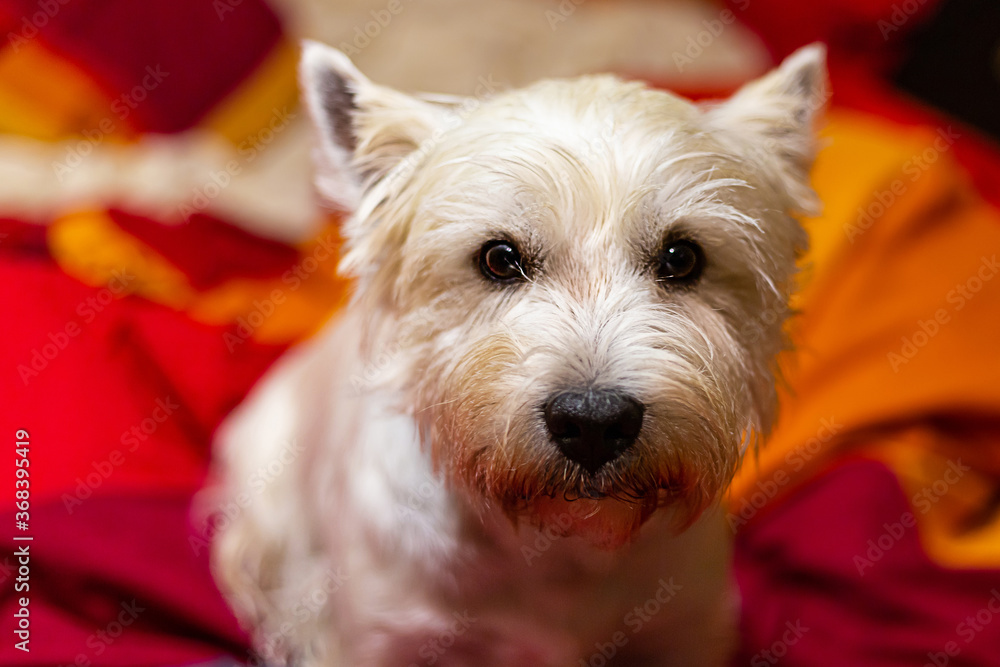 west highland white terrier cute domestic beast sitting on a red plaid west highland white terrier cute domestic beast sitting on a red plaid