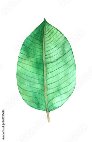 Watercolor illustration  green leaf on white background   ficus leaf  handmade  eco