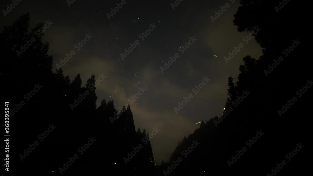 ホタルと星空 ホタルと星空