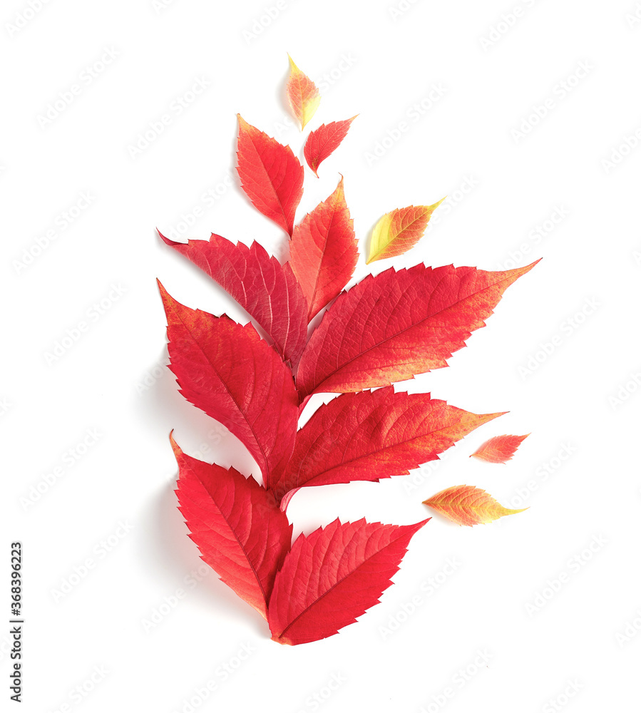 beautiful autumn leaves in red on a white background. a composition with a flat layout. text space, top view beautiful autumn leaves in red on a white background. a composition with a flat layout. text space, top view