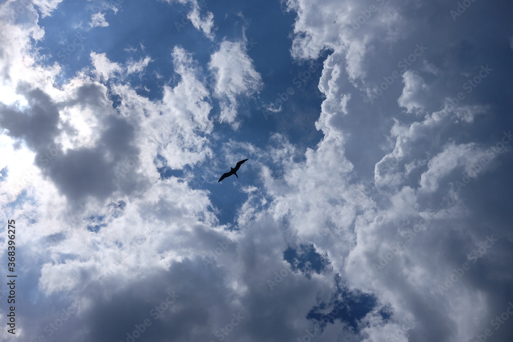 Seagull silhouette in blue sky clouds. Seagull flying in blue sky in a sunny day