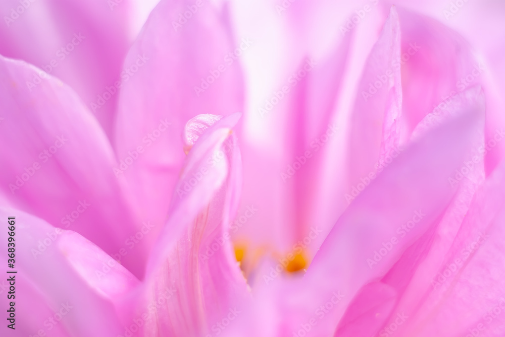 Pink flower petals. Floral abstract background