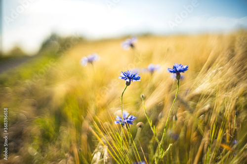 Kornblumen im Feld photo