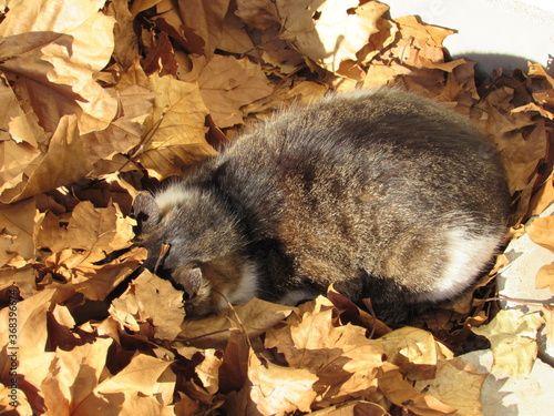 Cat hiding in dry autumn leaves.