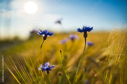 Kornblumen im Feld  Sonne